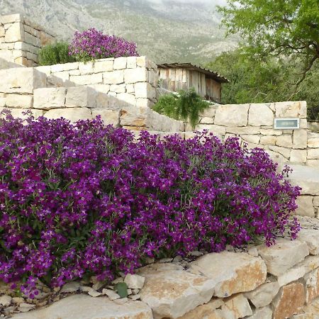 Kuca Za Odmor Viola Villa Živogošće Esterno foto